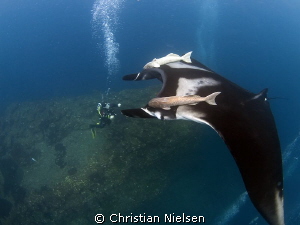 Big manta and diver on "The Boiler", San Benedicto Island. by Christian Nielsen 